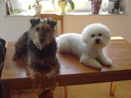 Bichon Frisé Tabby (Pocahontas) und Anka 