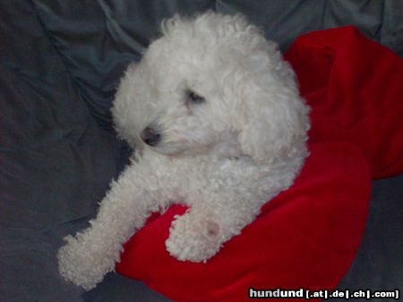 Bichon Frisé So sieht unser Bichon Frisé aus.