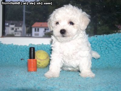 Bichon Frisé Hunde Foto 12168 Bichon Frisé Vom Stiefeler-Schloss