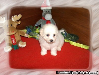 Bichon Frisé Hunde Foto 12167 Bichon Frisé Vom Stiefeler-Schloss