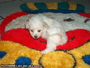 Bichon Frisé Hunde Foto 16441 Bichon Frisé Vom Stiefeler-Schloss