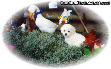 Bichon Frisé Hunde Foto 25276 in höherer Auflösung ansehen Bichon Frisé