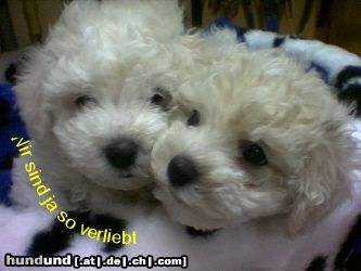 Bichon Frisé Hunde Foto 25978 Bichon Frisé Luna vom Stiefeler-Schloß mit Freund