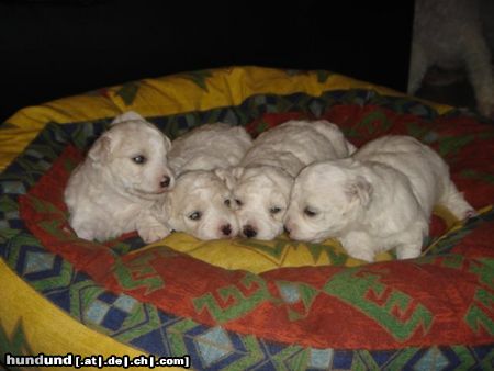 Bichon Frisé Hunde Foto 16786 in höherer Auflösung ansehen Bichon Frisé vom Adlerhorst