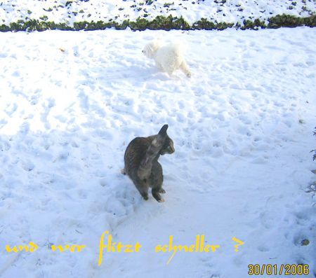 Bichon Frisé flitzer im schnee