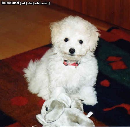 Bichon Frisé Hunde Foto 14192 Bichon Frisé Bichon Frise vom Adlerhorst