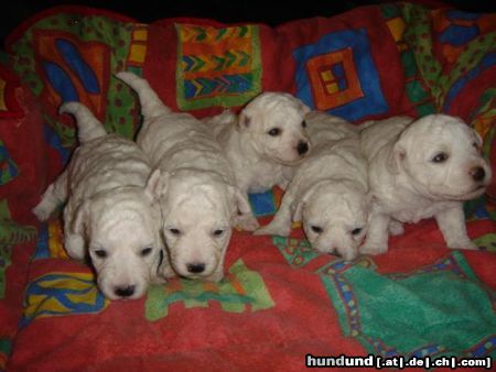 Bichon Frisé Hunde Foto 24277 in höherer Auflösung ansehen Bichon Frisé vom Adlerhorst