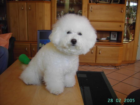 Bichon Frisé Schau mich an!!! 