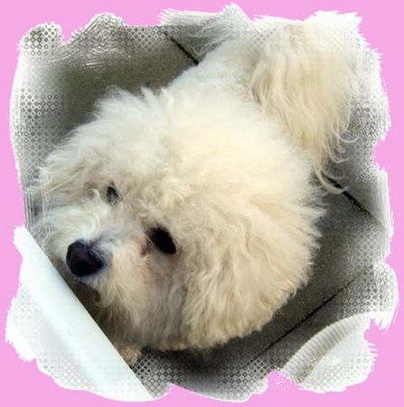 Bichon Frisé superhund dana