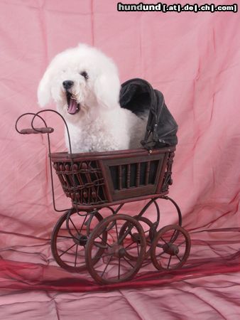 Bichon Frisé Hunde Foto 26368 in höherer Auflösung ansehen Bichon Frisé eine langweilige fotoangelegenheit