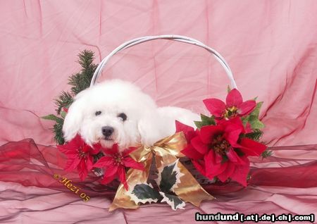 Bichon Frisé frühzeitig an weihnachten denken. dana im korb 