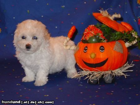 Bichon Frisé Hunde Foto 15659 in höherer Auflösung ansehen Bichon Frisé Bichon Frise vom Adlerhorst