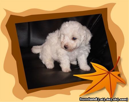 Bichon Frisé Hunde Foto 15662 in höherer Auflösung ansehen Bichon Frisé Bichon Frise vom Adlerhorst