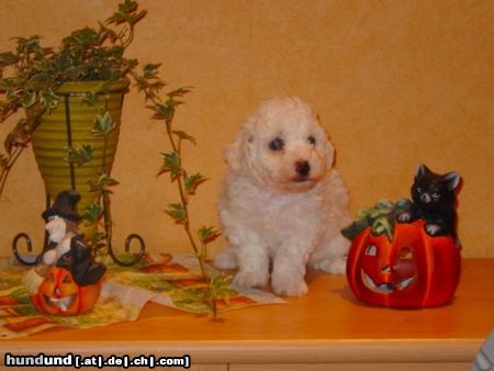 Bichon Frisé Hunde Foto 15661 in höherer Auflösung ansehen Bichon Frisé Bichon Frise vom Adlerhorst