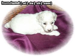Bichon Frisé Hunde Foto 22426 in höherer Auflösung ansehen Bichon Frisé Vom Stiefeler-Schloss \
