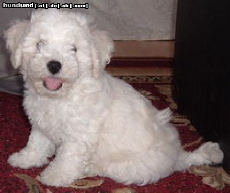 Bichon Frisé Hunde Foto 18307 in höherer Auflösung ansehen Bichon Frisé Ist sie nicht süss!?