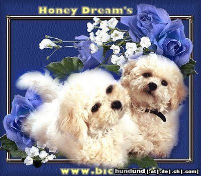 Bichon Frisé Hunde Foto 16213 in höherer Auflösung ansehen Bichon Frisé Bichon frise Zucht Honey Dream's stellt seine Welpen vor