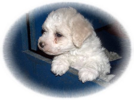 Bichon Frisé Hunde Foto 30741 Bichon Frisé \