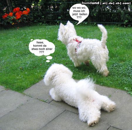 Bichon Frisé Hunde Foto 25193 Bichon Frisé besuch vom freund.dana aus der zucht JUST FOR FUN