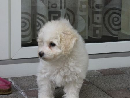 Bichon Frisé Hunde Foto 31504 in höherer Auflösung ansehen Bichon Frisé