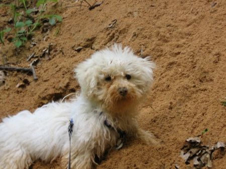Bichon Frisé Hunde Foto 31505 in höherer Auflösung ansehen Bichon Frisé Auch soll sehe ich ab und zu aus