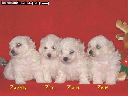Bichon Frisé Hunde Foto 11549 Bichon Frisé Bichon Frise vom Adlerhorst