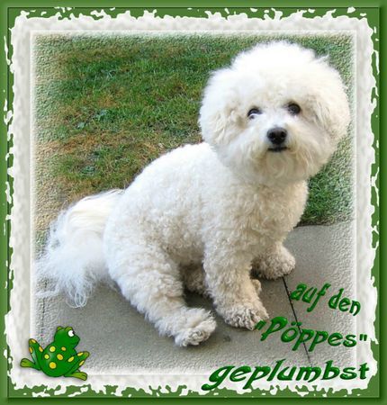 Bichon Frisé eine völlig perplexe hundedame