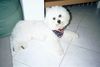 Bichon Frisé Foto: Das ist Quincy Leo Prinz vom Stiefeler Schloss genannt Leo (ID 17905) Bichon Frisé Hund