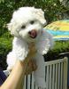 Bichon Frisé Foto: Bichon Frise vom Schloß Eidendorf - Austria (ID 33606) Bichon Frisé Hund