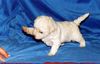 Bichon Frisé Foto: Welpe vom Stiefeler-Schloss (ID 11878) Bichon Frisé Hund