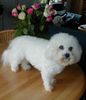 Bichon Frisé Foto: Schneeflocke in weiss!!! (ID 6076) Bichon Frisé Hund