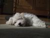 Bichon Frisé Foto: Roxi - *stoned* (ID 9663) Bichon Frisé Hund