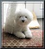 Bichon Frisé Foto: Dana - eine Schönheit aus Just for fun (ID 37219) Bichon Frisé Hund