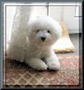 Bichon Frisé Hund