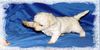Bichon Frisé Foto: Vom Stiefeler-Schloss (ID 18489) Bichon Frisé Hund