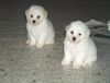 Bichon Frisé Foto: Vom Stiefeler-Schloss (ID 12166) Bichon Frisé Hund