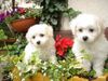 Bichon Frisé Foto: vom Adlerhorst (ID 32733) Bichon Frisé Hund