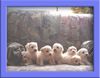 Bichon Frisé Foto: Bichon Frise vom Adlerhorst (ID 14190) Bichon Frisé Hund