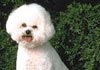 Bichon Frisé Foto (ID 250) Bichon Frisé Hund