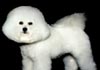 Bichon Frisé Foto (ID 251) Bichon Frisé Hund