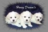 Bichon Frisé Foto: drei hochtypische Honey Dream's Welpen (ID 12139) Bichon Frisé Hund