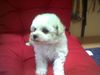 Bichon Frisé Foto: Vom Stiefeler-Schloss (ID 16440) Bichon Frisé Hund
