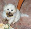 Bichon Frisé Foto: Arielle als Baby nach der Hilfe im Garten (ID 4636) Bichon Frisé Hund