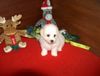Bichon Frisé Foto: bichon frise (ID 6593) Bichon Frisé Hund