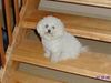 Bichon Frisé Foto: Bichon Frise Arielle (ID 4604) Bichon Frisé Hund