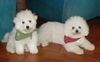 Bichon Frisé Foto: Arielle und Benni kurz nach Benni´s Einzug hier im Haus (ID 4637) Bichon Frisé Hund