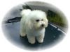 Bichon Frisé Foto: vom Stiefeler-Schloss (ID 18513) Bichon Frisé Hund