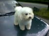 Bichon Frisé Foto: Arthos unser Deckrüde (ID 12604) Bichon Frisé Hund