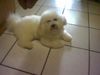 Bichon Frisé Foto: Arthos unser Deckrüde (ID 12605) Bichon Frisé Hund