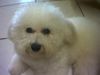 Bichon Frisé Foto: Arthos unser Deckrüde (ID 12603) Bichon Frisé Hund